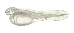 Common sturgeon larva.jpg