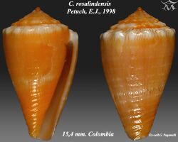Conus rosalindensis 1.jpg