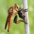 Cophinopoda chinensis captured insect.JPG