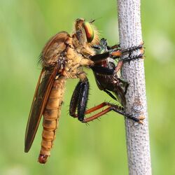 Cophinopoda chinensis captured insect.JPG