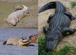 Crocodilia montage.jpg