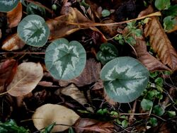 Cyclamen coum leaf (autumn).jpg