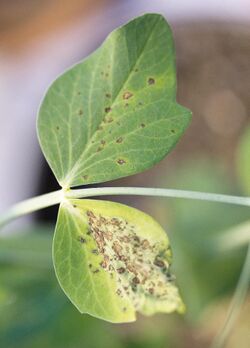 "Peyronellaea pinodes" causing necrotic lesions of leaves of field pea