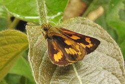 Dark Palm Dart Telicota bambusae UNID by Dr. Raju Kasambe DSCN1789 (6).jpg