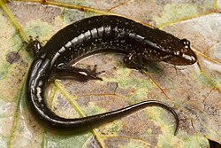 Dark colored Ocoee Salamander.jpg