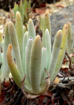 Dudleya hassei 3.jpg