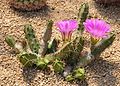 Echinocereus pentalophus Jer 120512 1 (7302662430).jpg