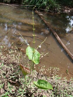 Echinodorus macrophyllus.jpg