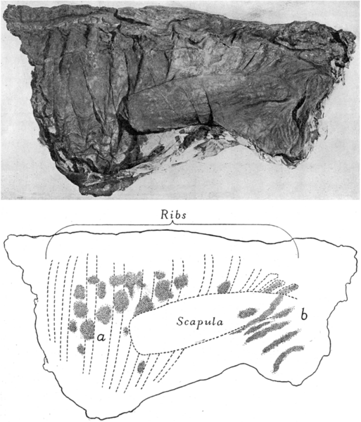 File:Edmontosaurus mummy AMNH 5060 thorax skin Osborn 1912.png