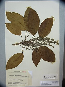 Elaeocarpus rarotongensis Hemsl. (AM AK74488).jpg