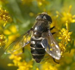 Eristalis dimidiata P1340163a.jpg