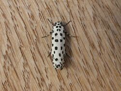 Ethmia clytodoxa.jpg