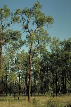 Eucalyptus tenuipes.jpg