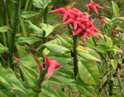 Euphorbia tithymaloides.jpg