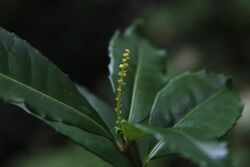 Excoecaria simii flower 01.jpg