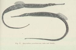 FMIB 45586 Syngnathus poecilolaemus.jpeg