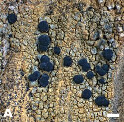 Fennoscandian crustose lichens (10.3897-mycokeys.25.13375) Figure 2A.jpg