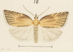 Fig 15 MA I437906 TePapa Plate-XLV-The-butterflies full (cropped).jpg