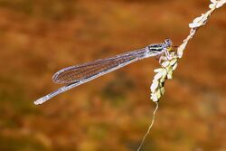 Flame-headed riverdamsel 0784.jpg