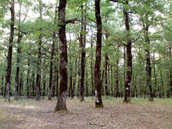 Foloi oak forest.JPG