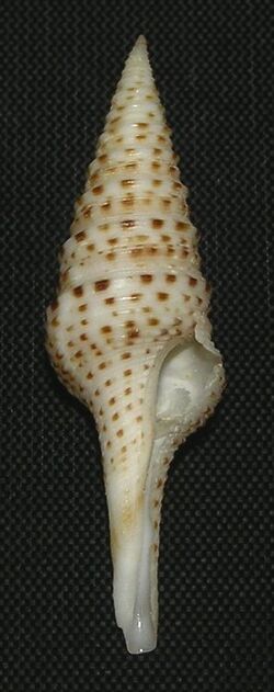 Gemmula webberae 001.jpg