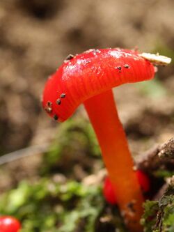 Glossy red waxcap Ferndale.jpg