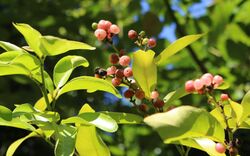 Glycosmis trifoliata raintrees.jpg