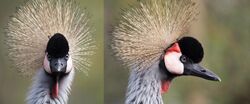Grey crowned crane portrait front and side view.jpg