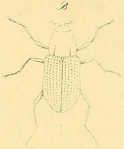 Grouvellinus caucasicus (Victor, 1839).png