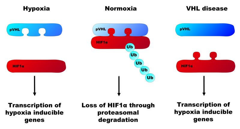File:HIF and pVHL.png