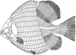 Hemicalypterus weiri.png