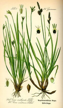 Illustration Carex ornithopoda0.jpg