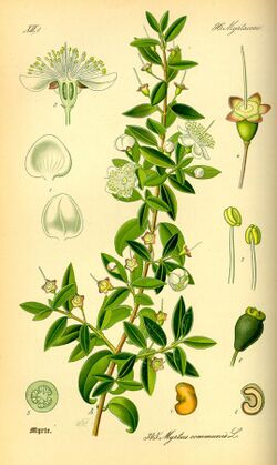 Illustration Myrtus communis0.jpg