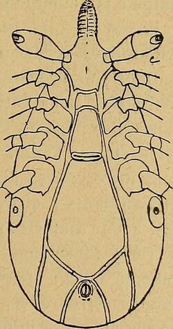 Illustration of ventral side of "Ixodes minor"