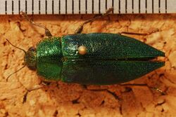 Jewel Beetle (Latipalpis plana) (8272931478).jpg
