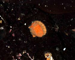 Juvenile Crassodoma gigantea, Fitzgerald Marine Reserve, 2012-11-24, side view, mantle open, eyes visible.jpg