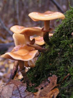 Kuehneromyces mutabilis 01.JPG