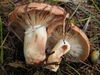 Lactarius vinaceorufescens 58725.jpg