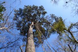 Large Pinus glabra.jpg