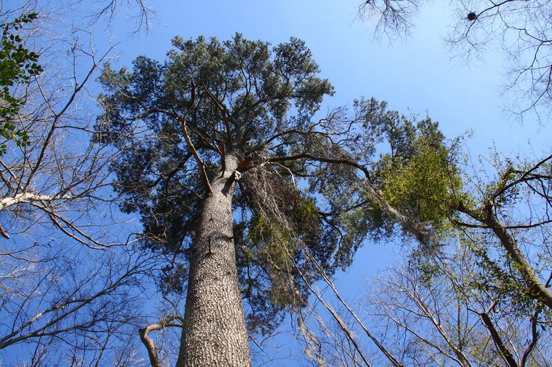 File:Large Pinus glabra.jpg