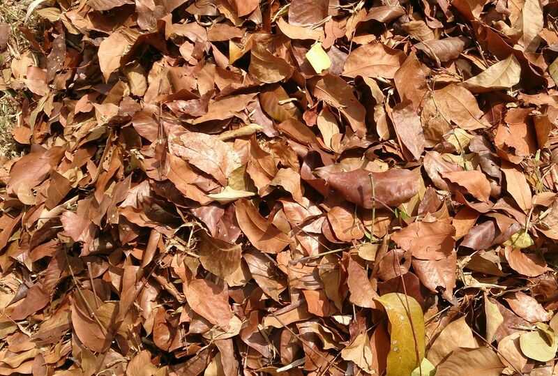 File:Leaf litter.jpg
