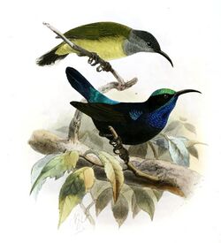 Leptocoma sericea proserpina Keulemans.jpg