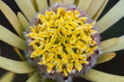 Leucadendron nitidum 23220453.jpg