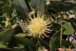 Leucospermum cordatum 1.jpg