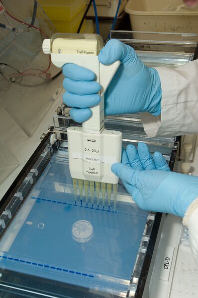 File:Loading DNA samples into an agarose gel for electrophoresis - CPHST - USDA photo.jpg