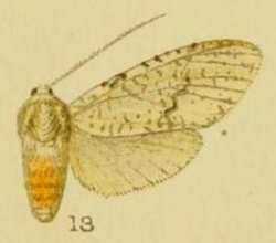 Lophocampa albipennis.png