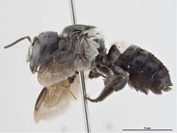 Megachile fumipennis.jpg