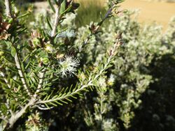 Melaleuca ordinifolia (leaves and flowers).JPG