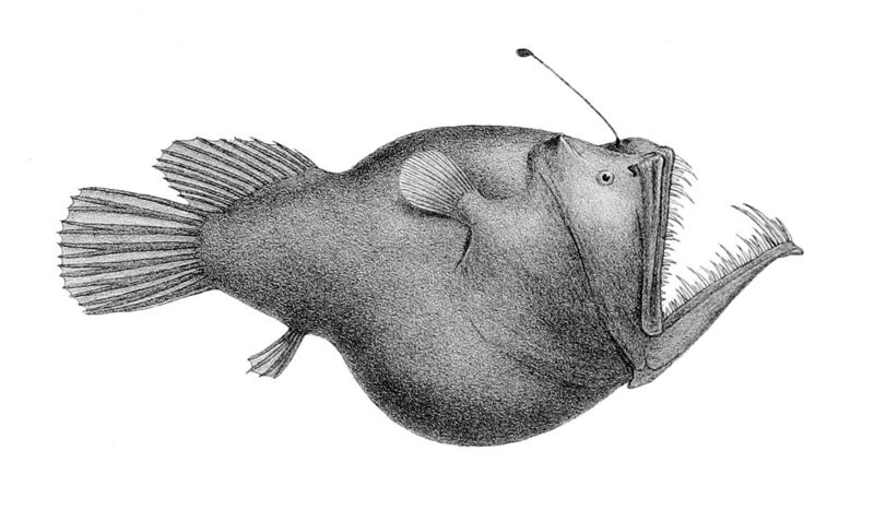 File:Melanocetus murrayi (Murrays abyssal anglerfish).jpg