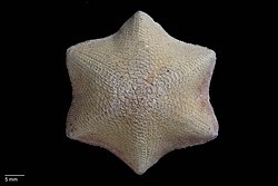 6-armed star fish